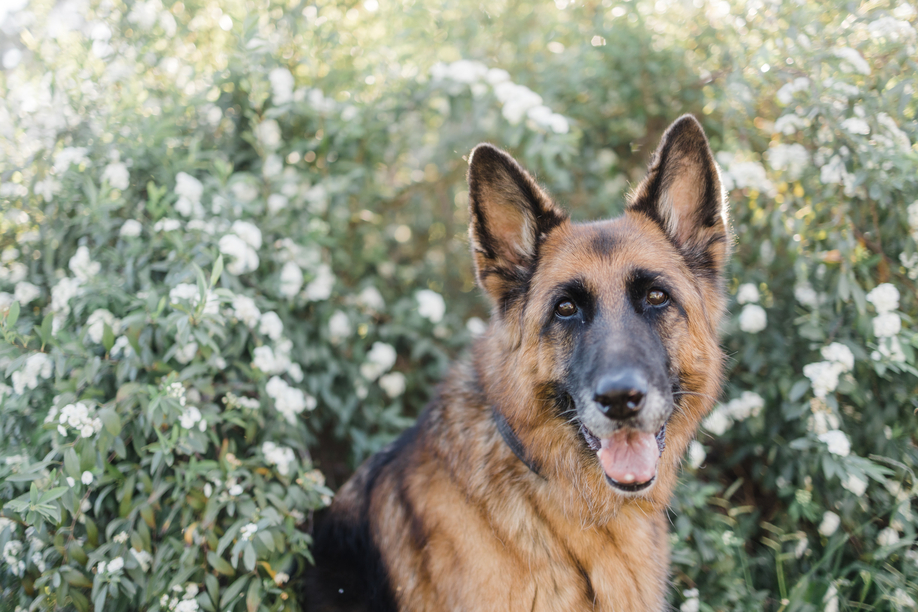 What to Feed Your Senior Dog