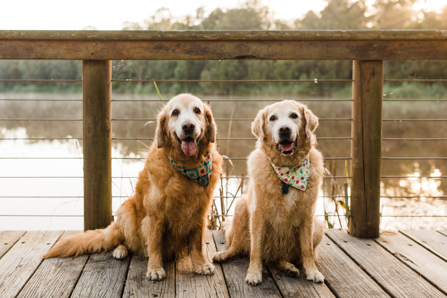 Two senior golden retrievers wearing patterned bandanas sit on a dog in front of a body of water at twilight.