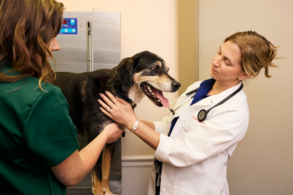 About Veterinarian-Reviewed Content on Digest