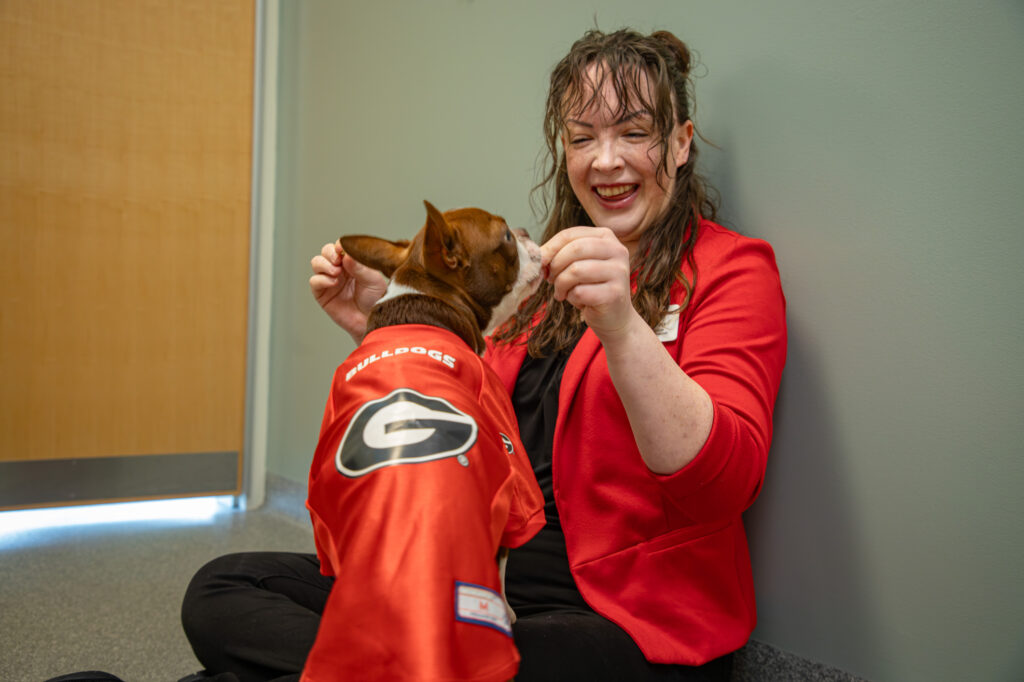 A smiling white woman with brown hair and wearing a red blazer sits on the floor of a room and feeds a treat to a brown and white Boston terrier wearing a red University of Georgia jersey.