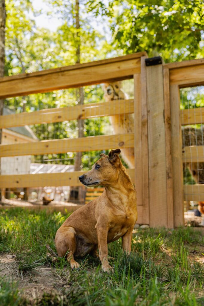 One of Ryan Blaney's dogs with a llama in the background.