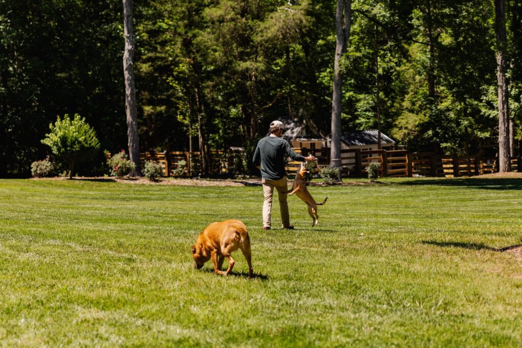 Ryan Blaney playing with his dogs outside on grass.