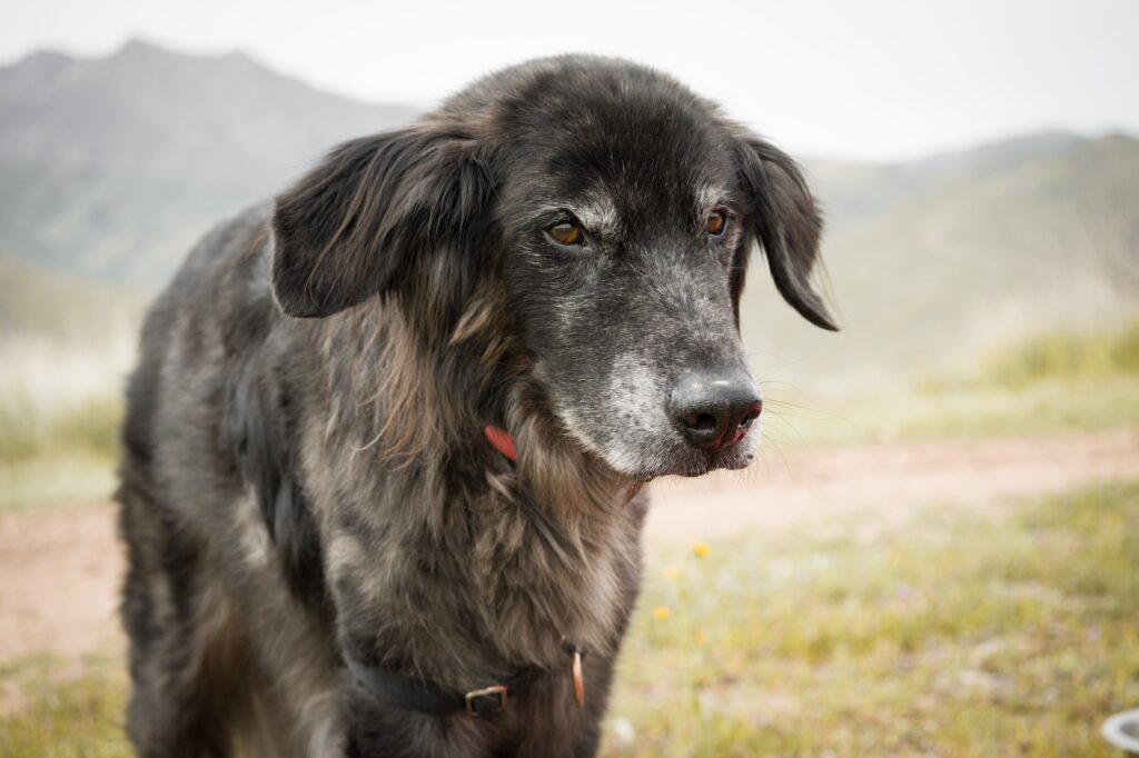A senior dog standing outside with mountains in the background.