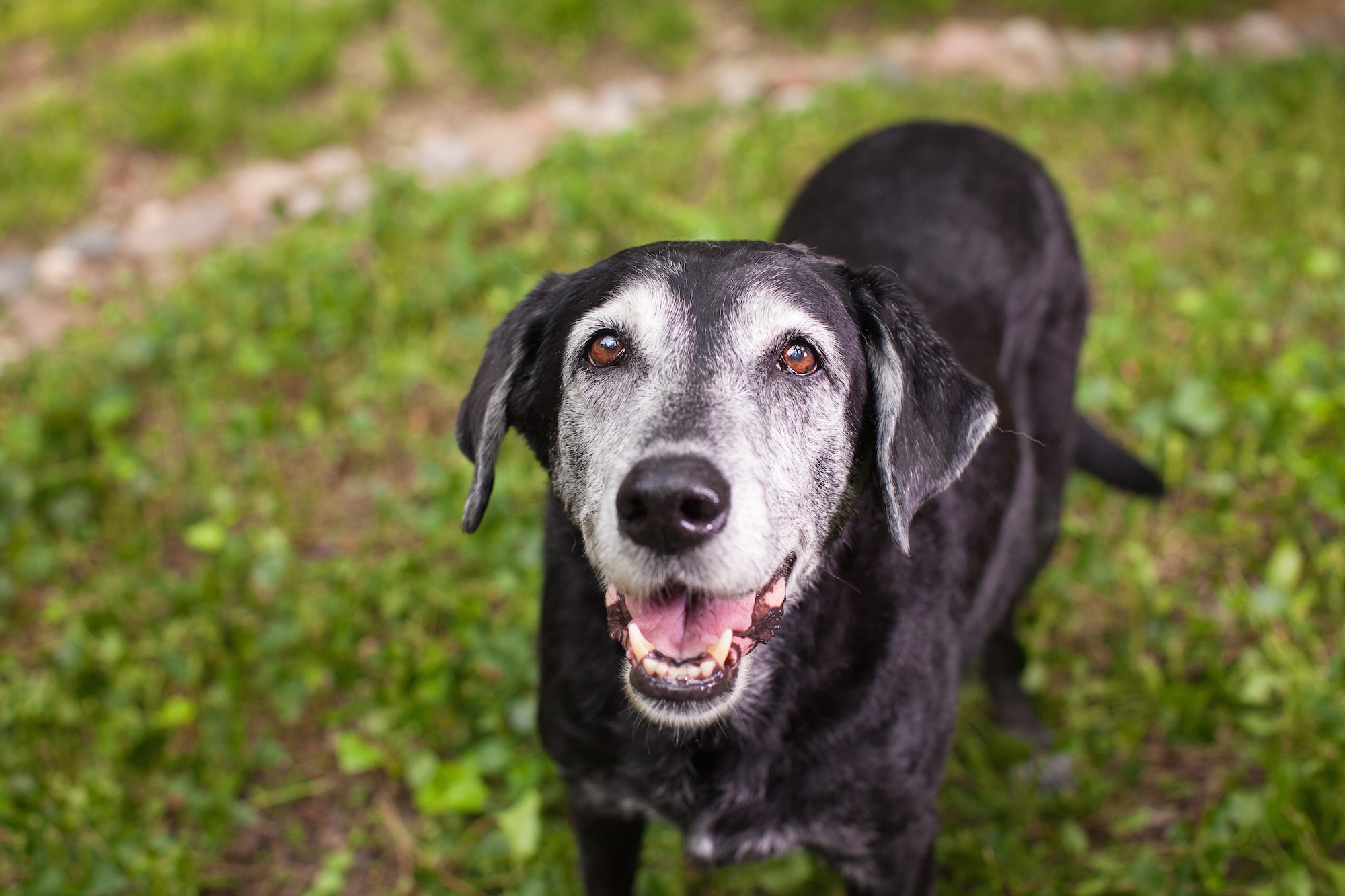 10 Signs Your Dog Is Aging—and How to Keep a Senior Dog Healthy
