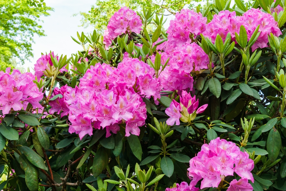 Pink azaleas grow on a green shrub on a sunny day.