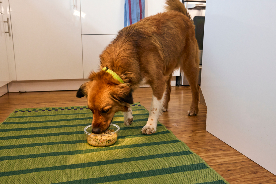 A brown dog with white forepaws eats a bowl of fresh food on the hardwood floor of a sunny kitchen.