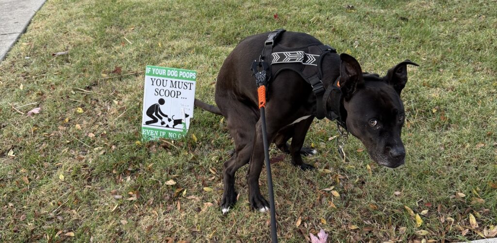Why Science Says to Clean Up After Your Dog