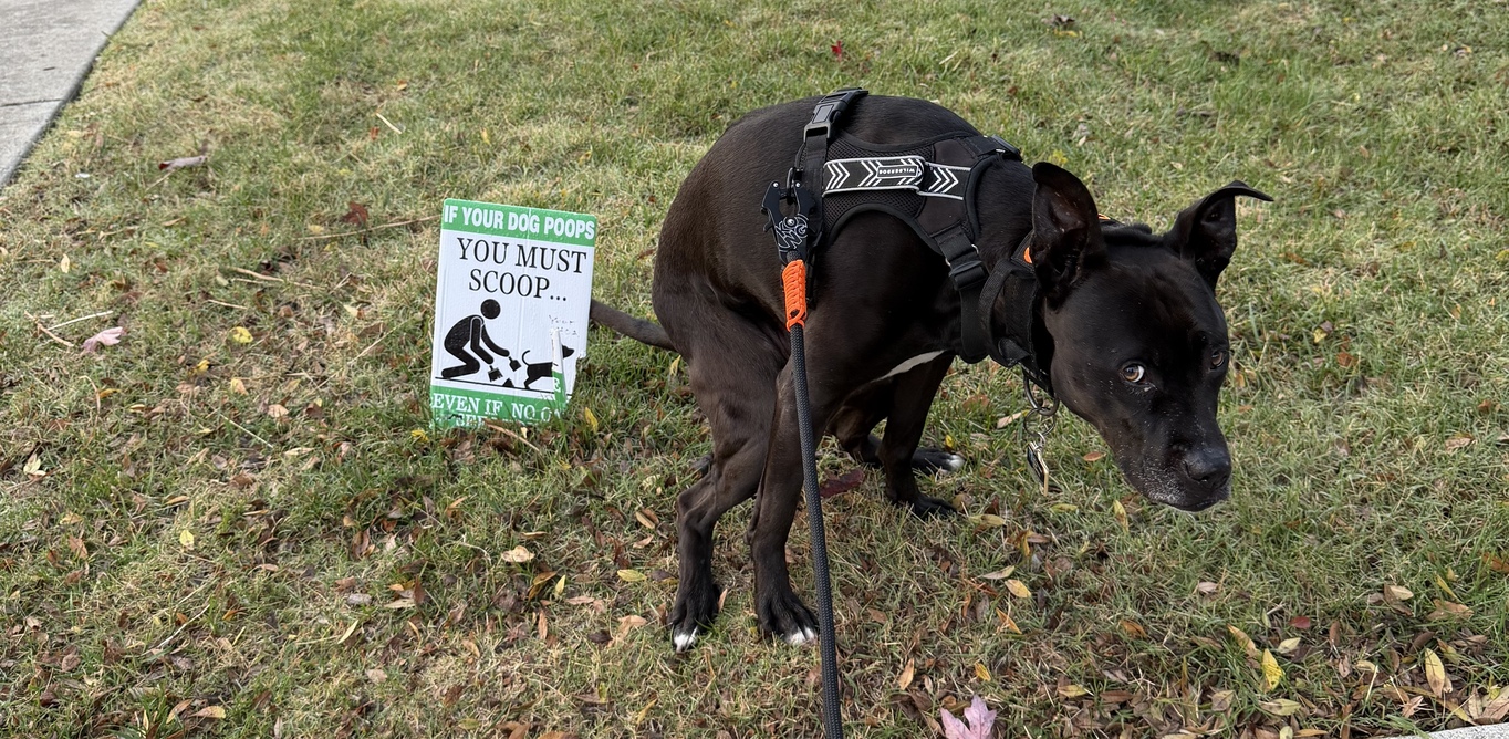 Why Science Says to Clean Up After Your Dog
