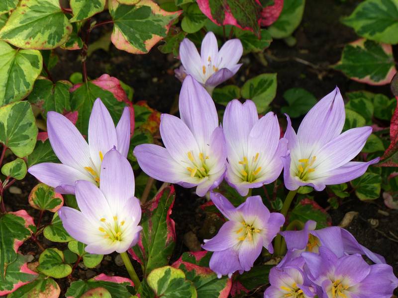 Purple and white autumn crocuses grow among pink-tinged green leaves.