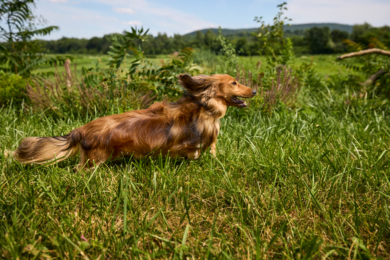 How Long Should My Dog Wait to Exercise After a Meal?