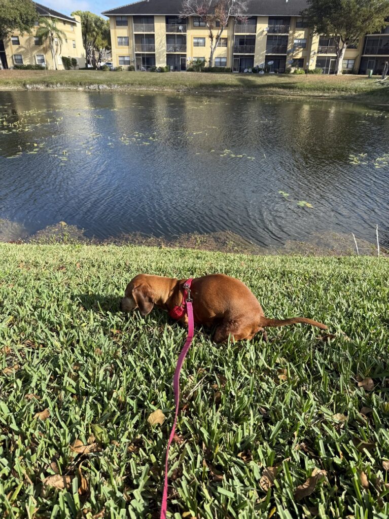 A brown dachshund wearing a pink leash poops on grass in front of a pond on a sunny day.