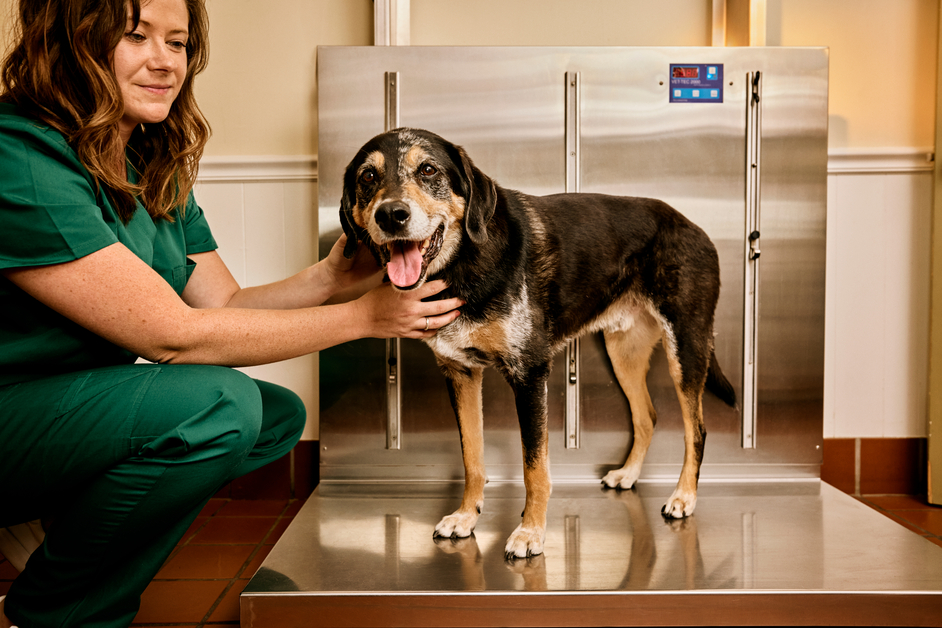 Why Veterinarians Love The Farmer’s Dog
