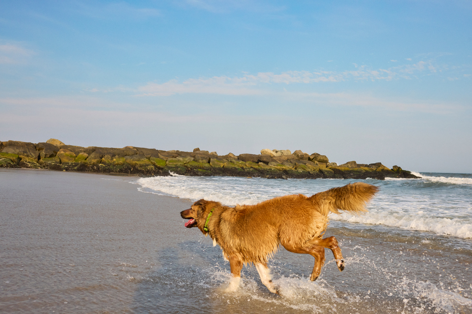 A large brown dog runs on a beach at golden hour with a jetty in the background.