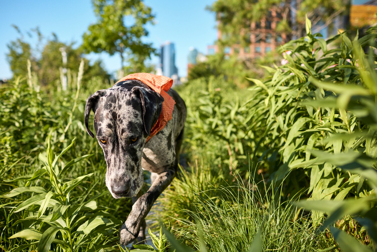 Which Plants Are Safe and Dangerous for Dogs?