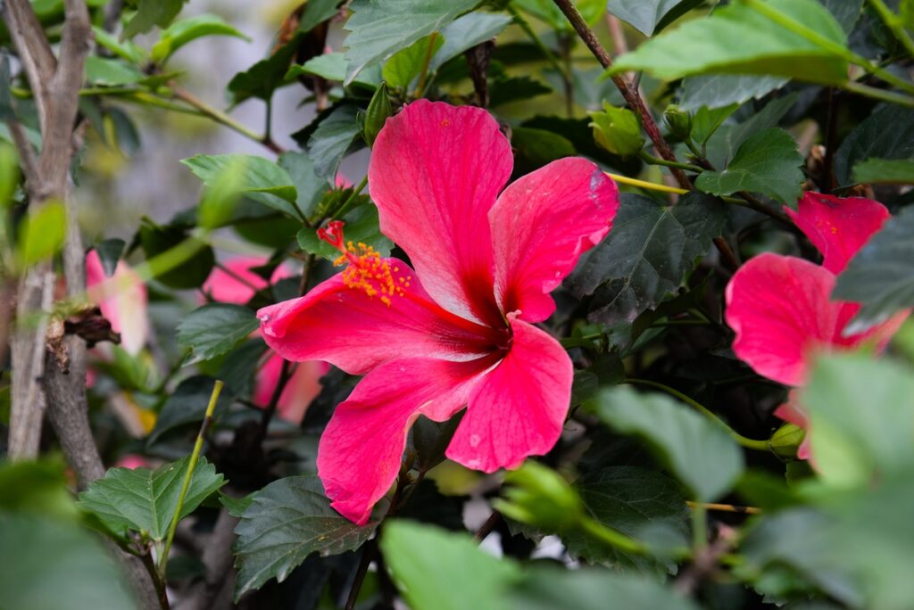 A magenta hibiscus flower grows among green leaves.