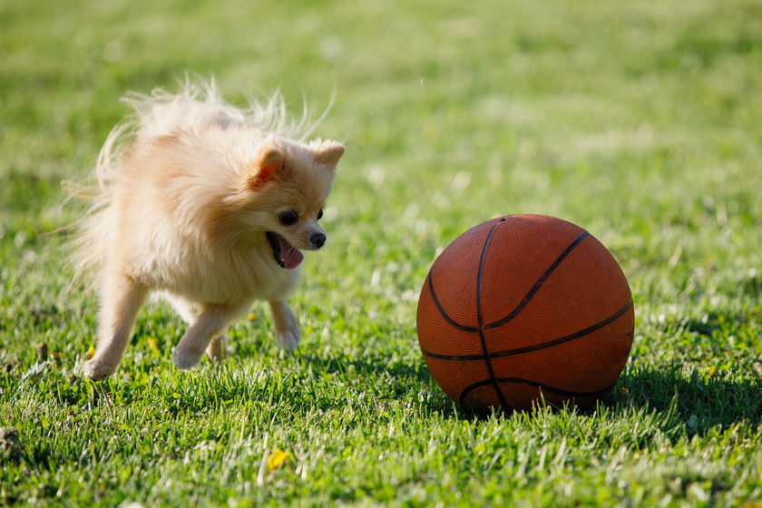 Enter to Win a Free Box of The Farmer’s Dog