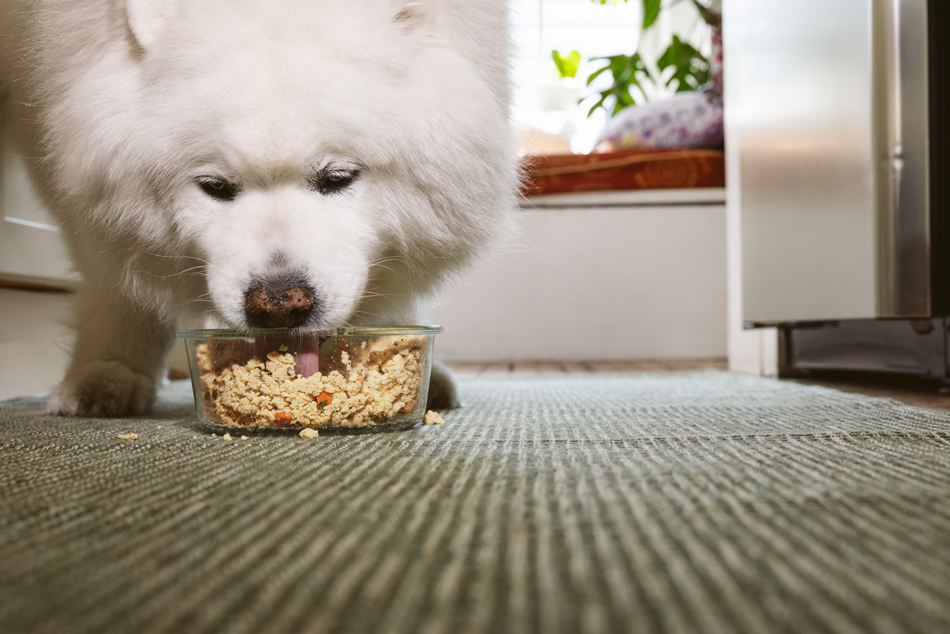 How to Transition Your Dog to The Farmer’s Dog Instant Fresh Food