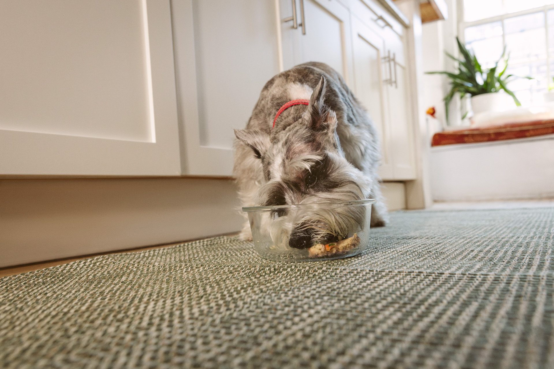 8 Big Benefits of Feeding The Farmer’s Dog Instant Fresh Food