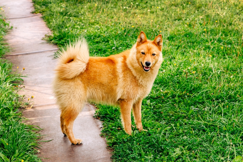A blonde Finnish spitz with a sickled tail stands with their forepaws on a green lawn and their back paws on sidewalk as they look at the camera with a mouth slightly ajar.