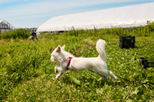 Everything You Need to Know About Your Dog’s Tail