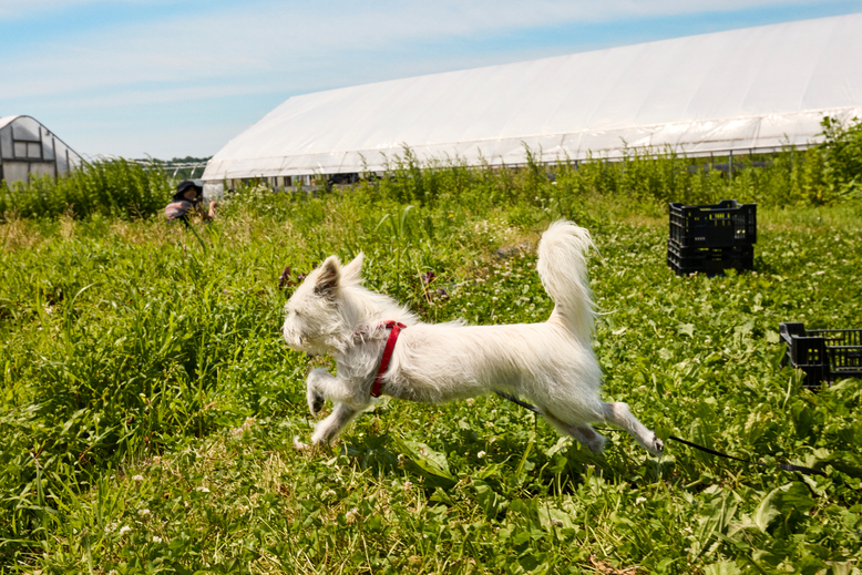 Everything You Need to Know About Your Dog’s Tail