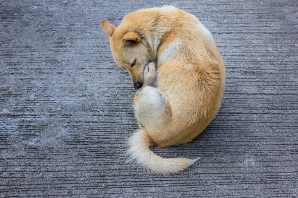 Why Do Dogs Lick Themselves?