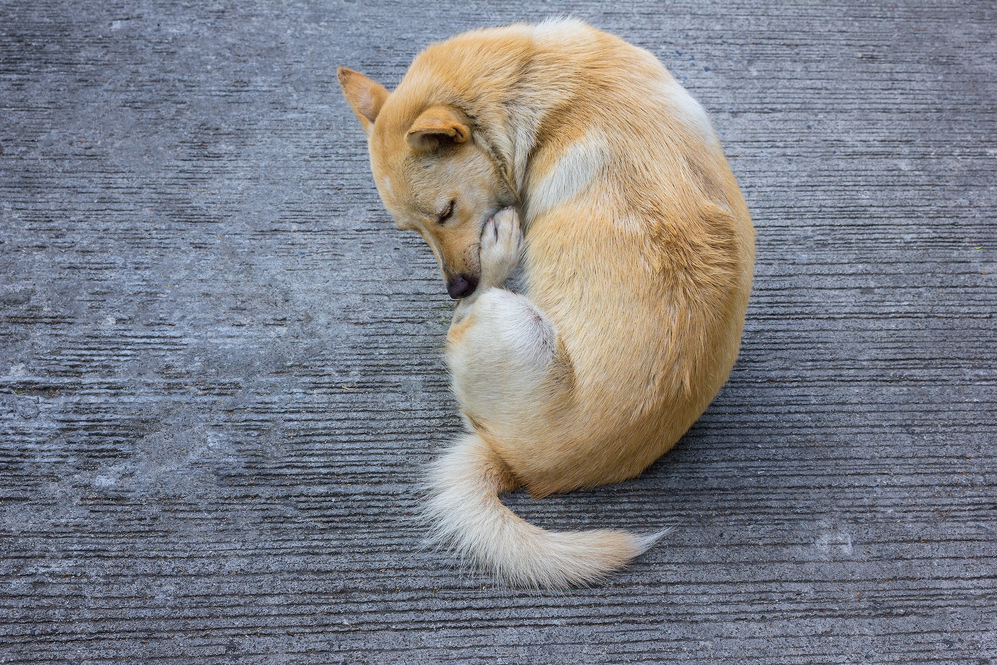 Why Do Dogs Lick Themselves?