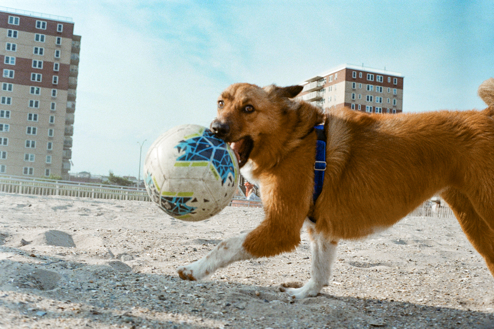 How Much Play Do Dogs Really Need?