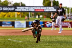 This Minor-League Bat Dog Is in the Best Shape of Her Life
