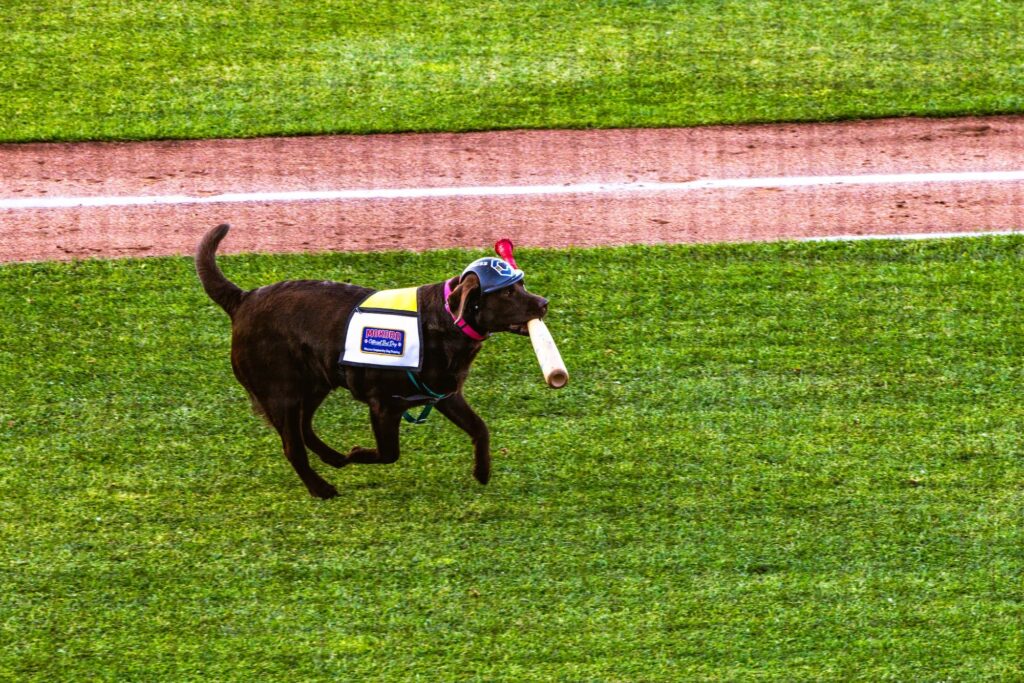 A chocolate Lab named Mokoro running with a baseball bat in her mouth.