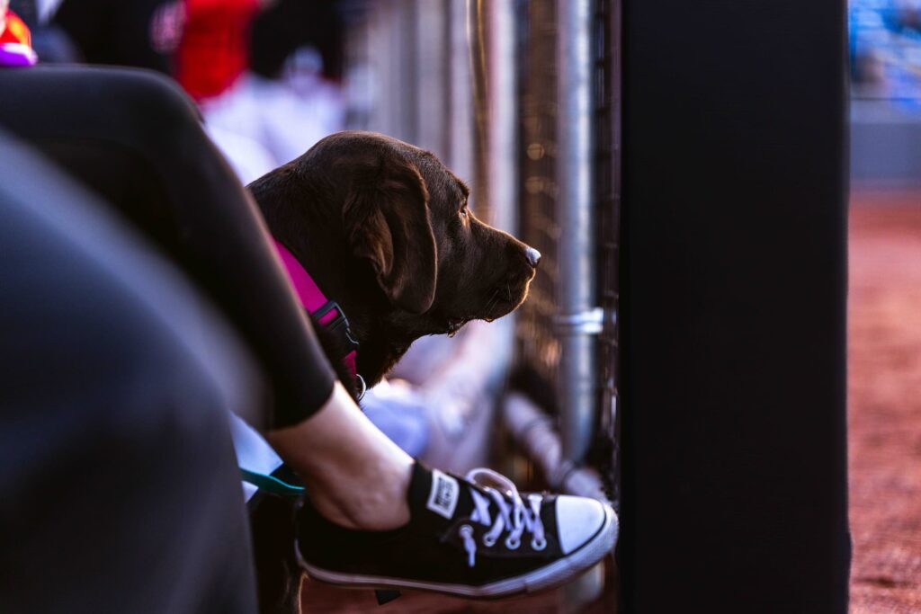 Mokoro sitting in the dugout and looking out toward the action on the field.