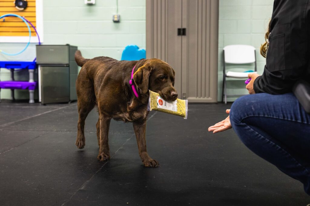 Mokoro, a chocolate Lab, holding a pack of The Farmer's Dog.