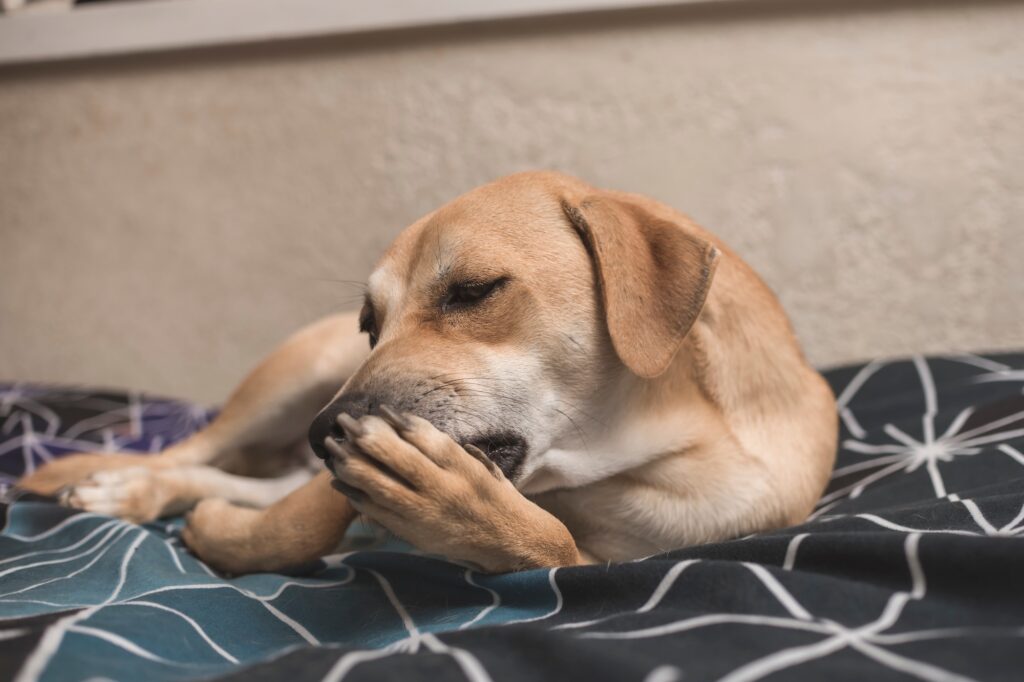 A tan dog licking their paw.