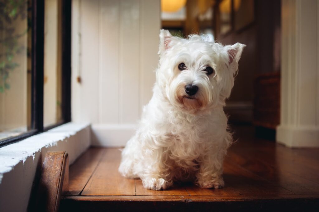 Why You Should Never Punish Your Dog for Growling