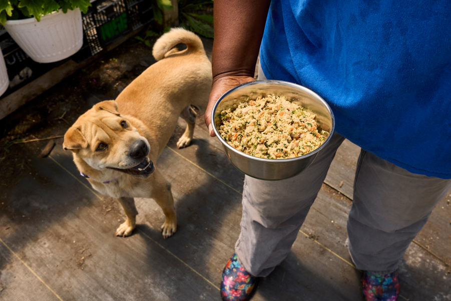 How Often Should You Feed Your Dog?