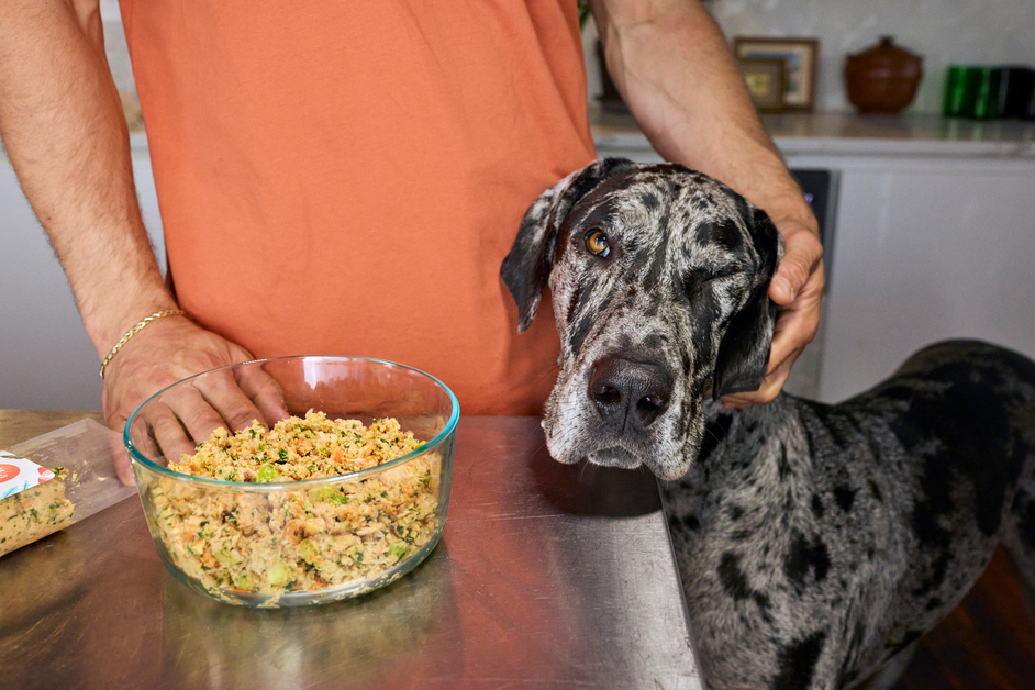 A grey and black great Dane stands at a stainless steel table next to a white person wearing an orange shirt and a gold chain bracelet, standing next to a glass bowl of fresh food.