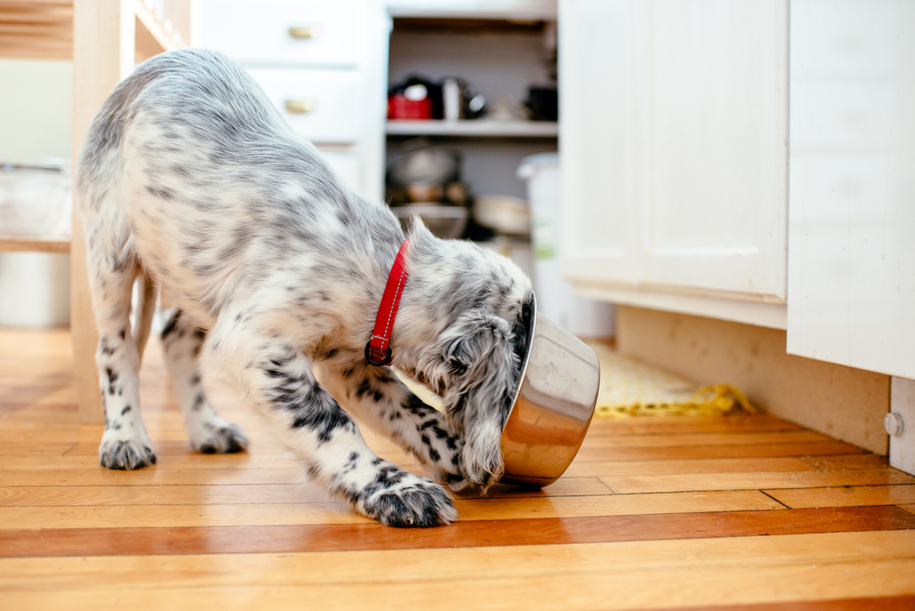 A grey-and-white-spotted English setter eats from a stainless steel bowl tipped on its side off the wooden floor of a kitchen.