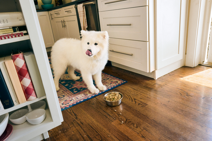 When Should I Switch My Dog From Puppy Food to Adult Food?