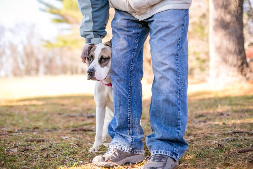An anxious dog standing near a person.