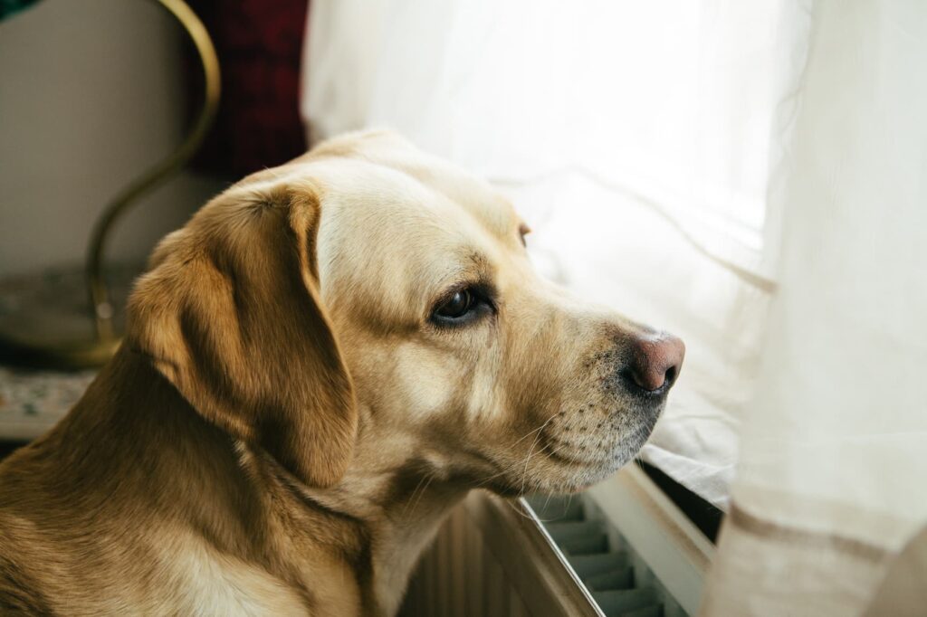 An anxious dog looking out a window.