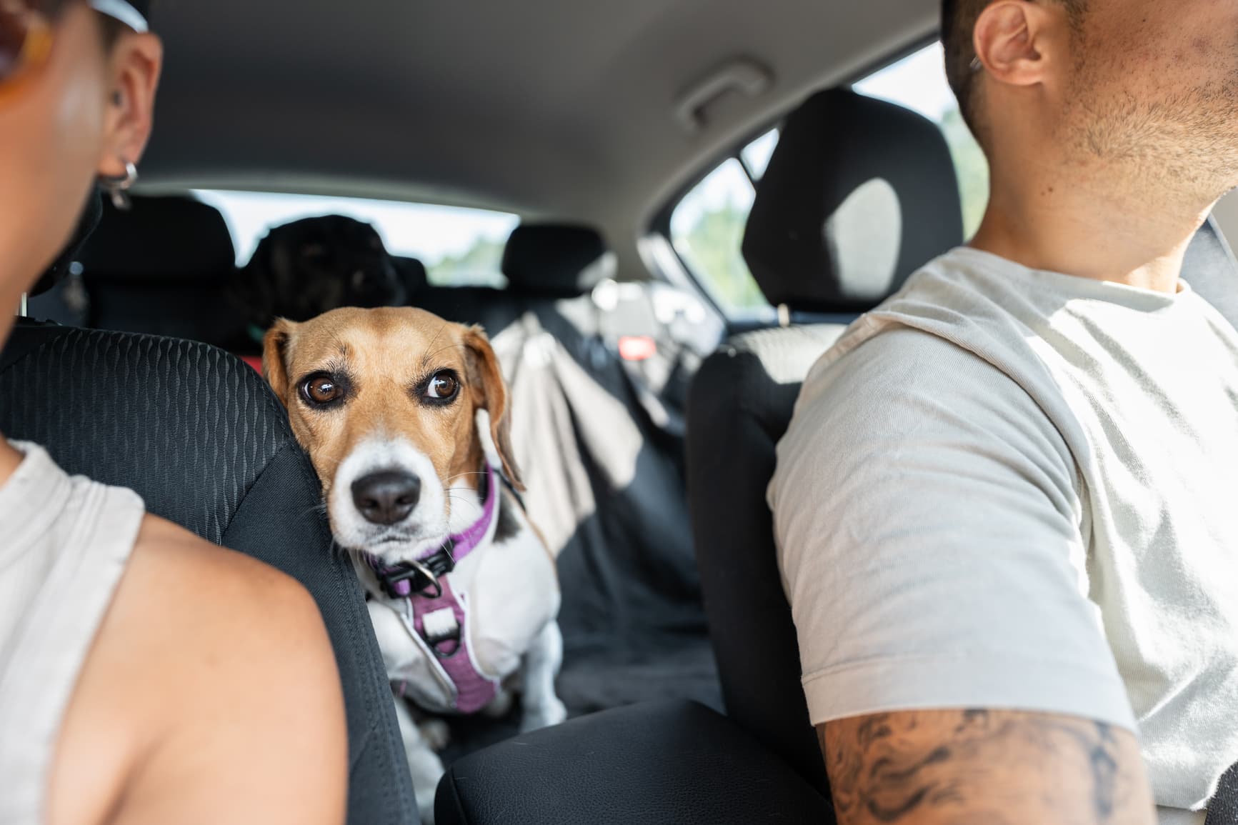 How to Help an Anxious Dog