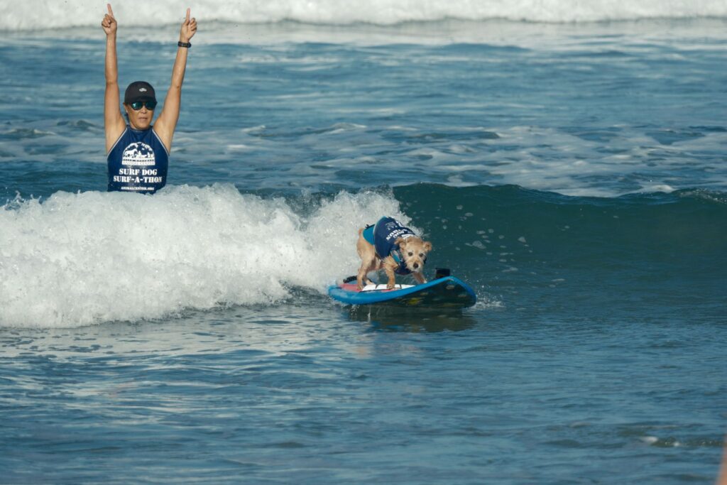A woman in the ocean wears a blue and white tank top, baseball cap, and sunglasses, standing with her arms over her head. She looks at a small dog in a blue life vest riding a surf board away from her.