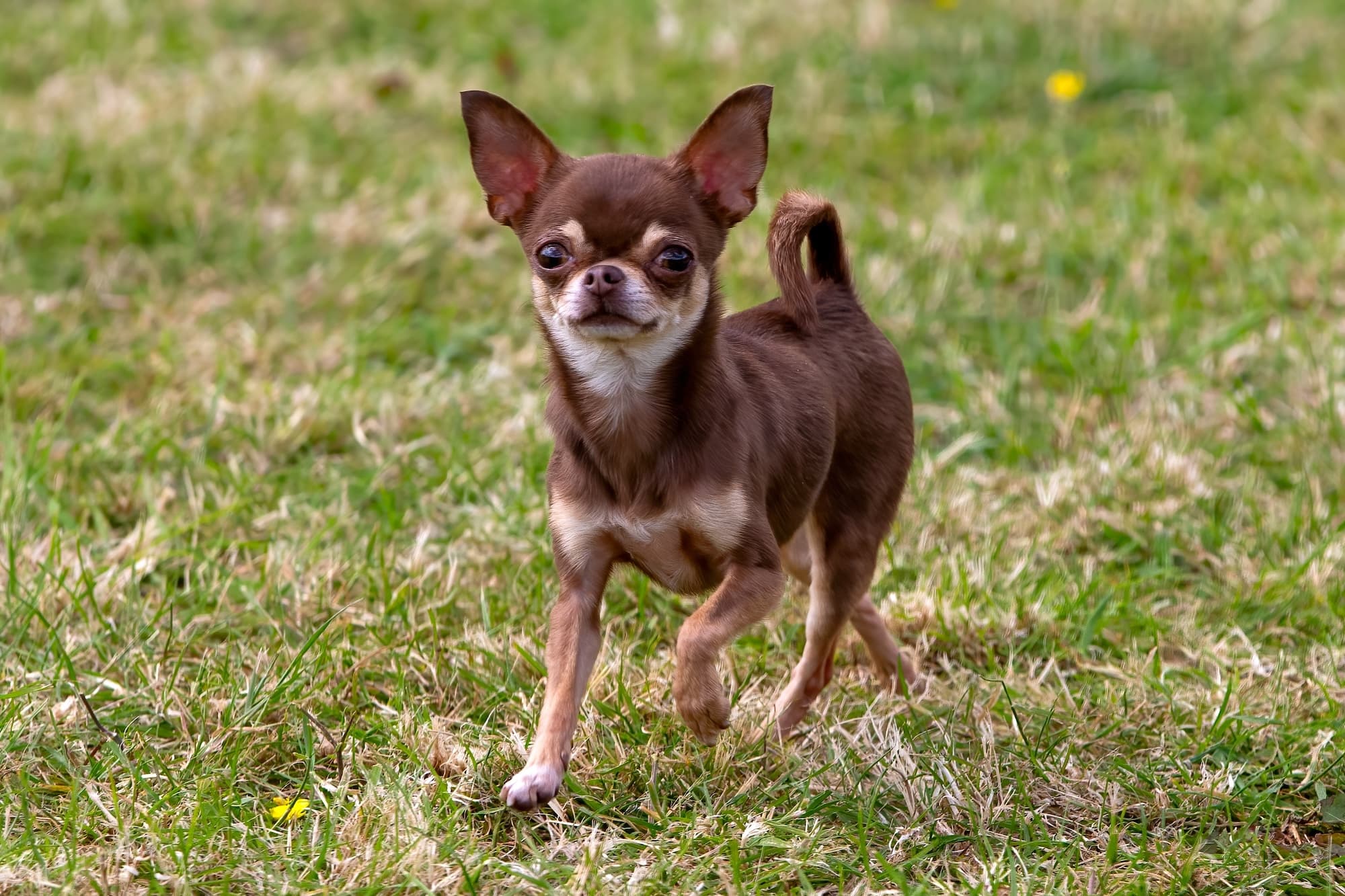 How to Help a Dog With a Collapsing Trachea