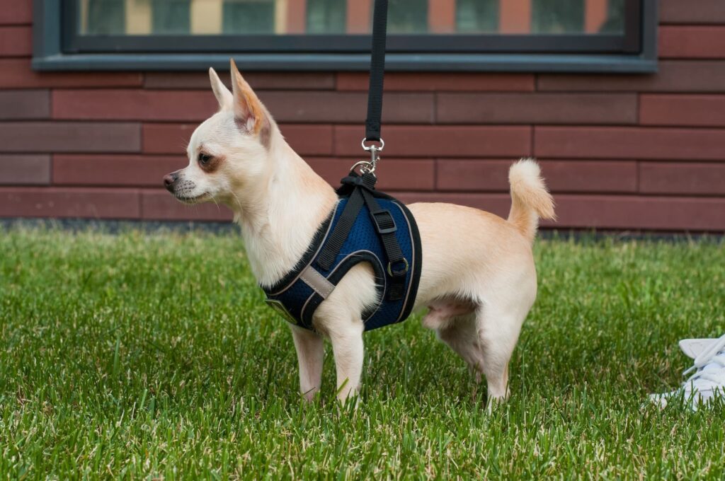 A Chihuahua in a harness.