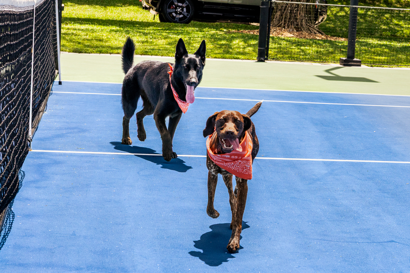 A brown German shorthair pointer and black German shepherd, both wearing orange bandanas, show their tongues as they walk toward the camera on a blue tennis court on a sunny day.