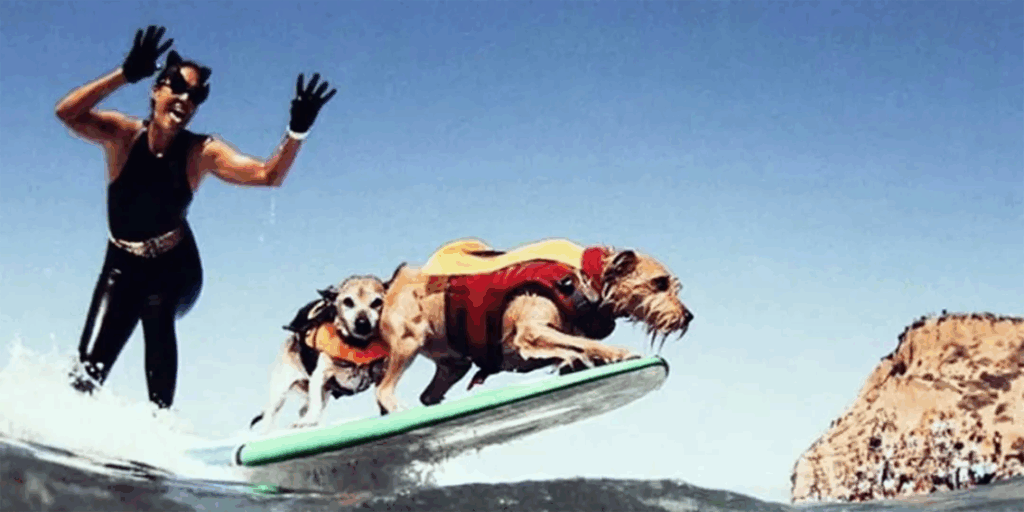 A woman wearing a black wetsuit surfs with two dogs standing at the front of the board.