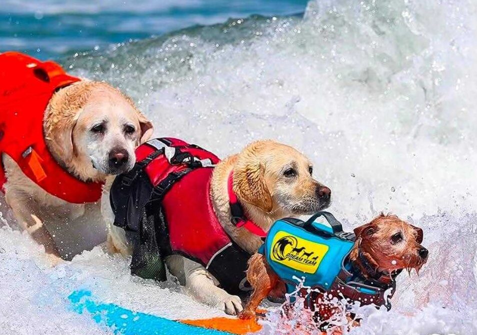 Surfin’ D-O-G