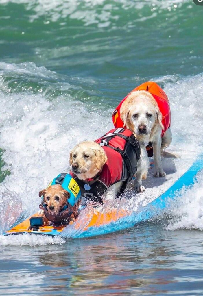 Three dogs surf in the ocean on a board. A miniature pinscher wearing a blue life vest stands in the front, a medium yellow Lab wearing a red and black life vest stands in the middle, and a large yellow Lab wearing an orange life vest stands in the back.