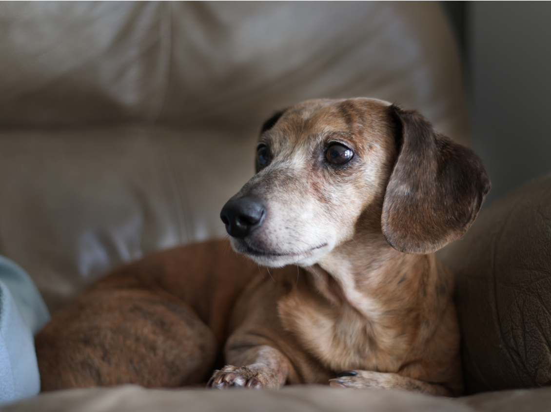 How Does Chronic Pain Impact Dogs’ Cognition and Emotions?