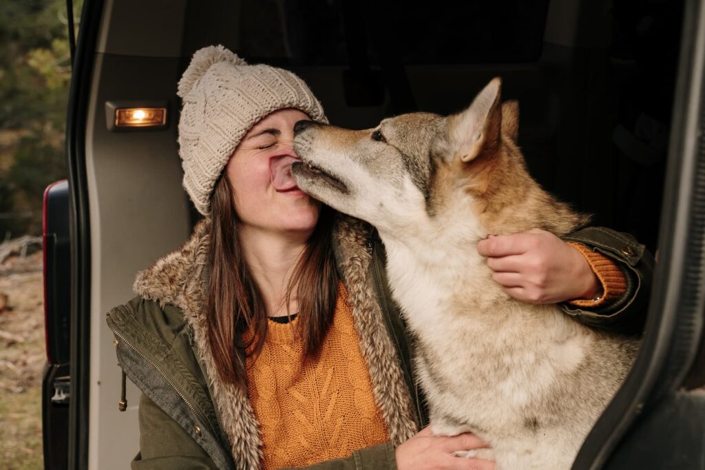 A dog licking a woman in the back of a truck.